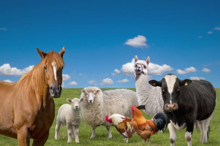 Qué animales de la granja se pueden colorear fácilmente 15 animales de granja en un campo verde