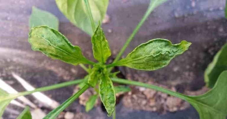 arana blanca en hojas de plantas