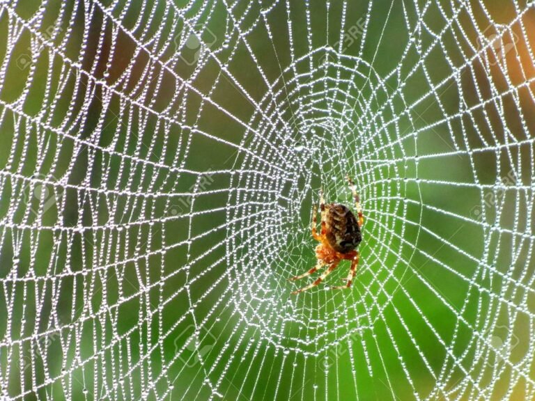 arana tejiendo su red en un bosque