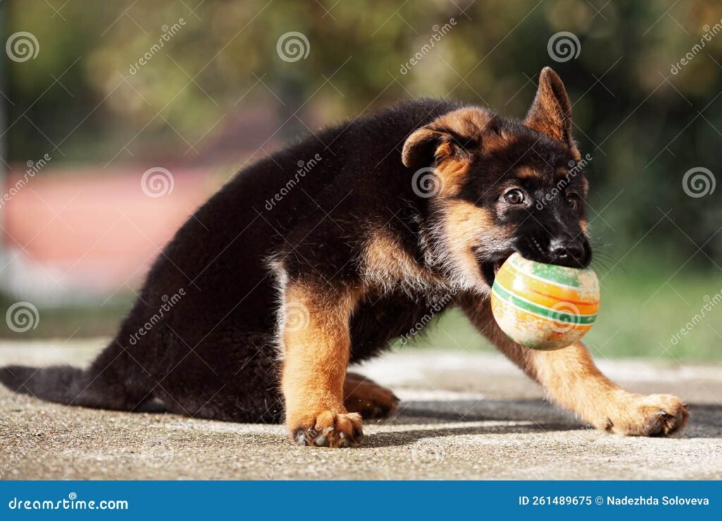 Cómo cuidar a los cachorros de pastor alemán adecuadamente 1 cachorro de pastor aleman jugando en el jardin