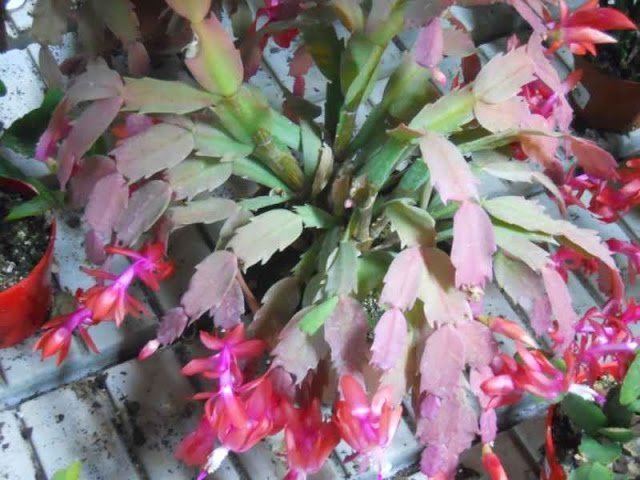 cactus bailarin en un vivero colorido