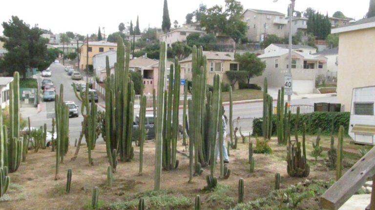 cactus jack en un entorno desertico