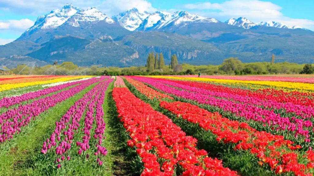 Cuánto cuesta actualmente una hectárea de campo en Argentina 6 Cuánto cuesta actualmente una hectárea de campo en Argentina