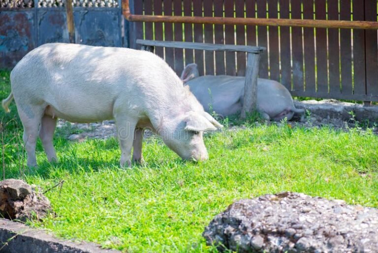 casa de cerdo color rosa con jardin