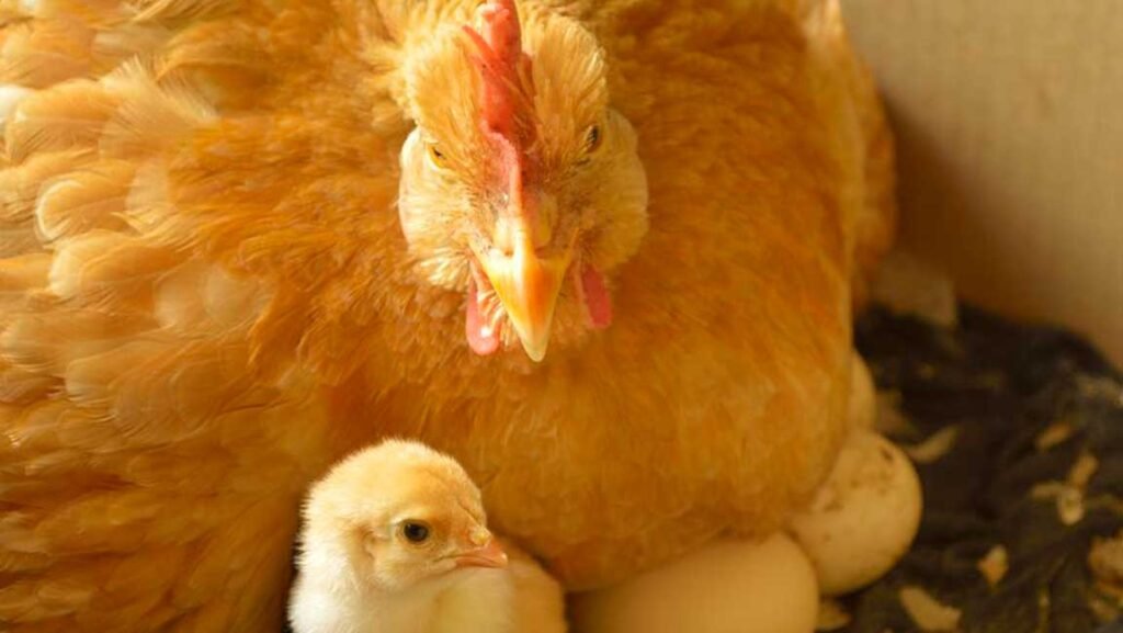 Cómo incubar huevos de gallina de manera efectiva en casa 4 Cómo incubar huevos de gallina de manera efectiva en casa