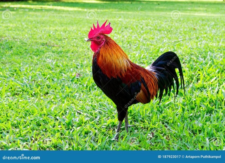 gallo colorido en un campo verde