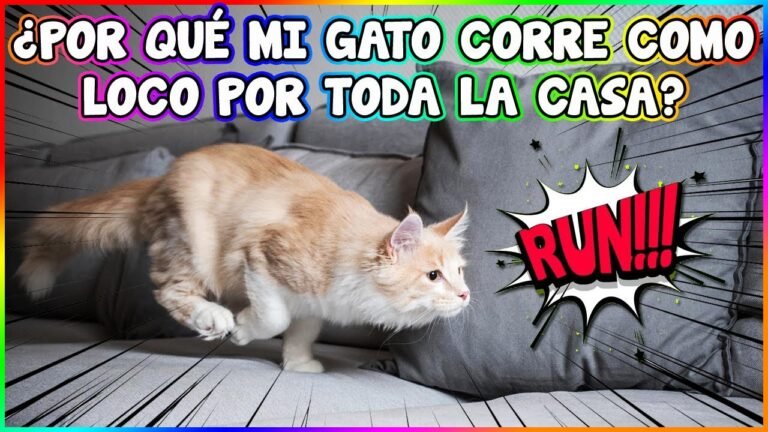 gato corriendo por un mundo colorido