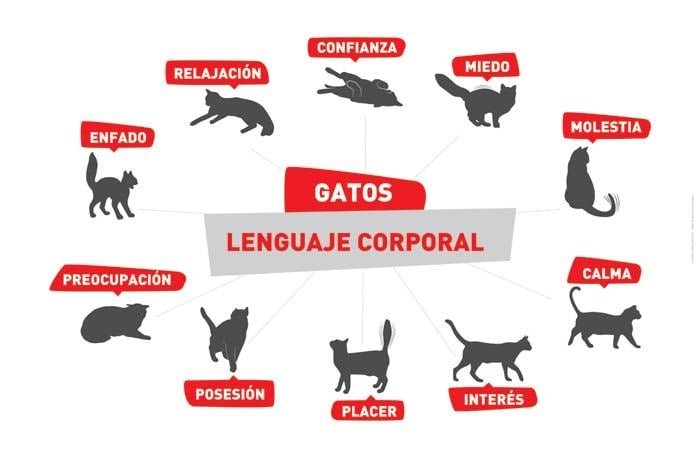 gato en posicion que muestra su abdomen