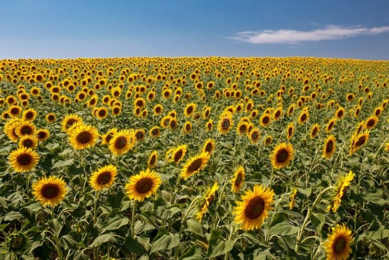 Qué significado tienen los girasoles en la obra de Van Gogh 19 girasoles vibrantes en un campo soleado