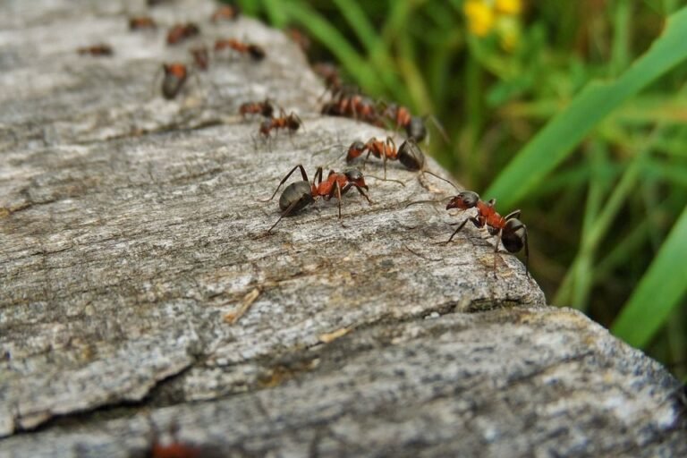 hormigas en un camino de jardin