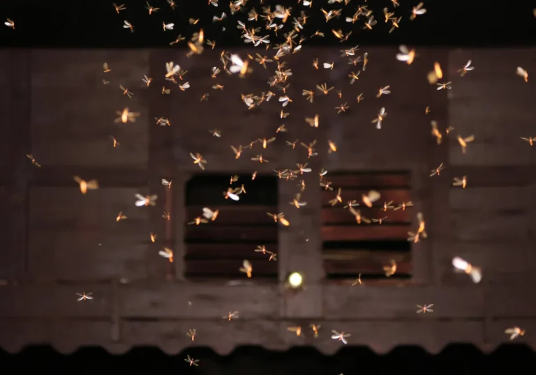 insectos voladores en una casa luminosa