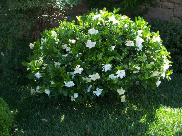 jardin exuberante con flores de gardenia