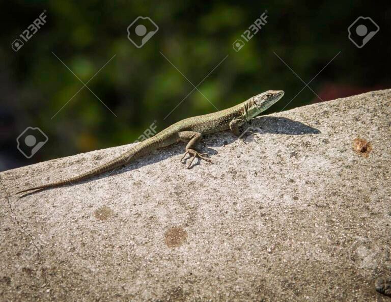 Por qué las lagartijas no se hacen preguntas como los humanos 8 lagartija tomando el sol en la roca