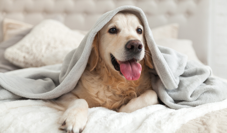 mascotas felices en un ambiente acogedor