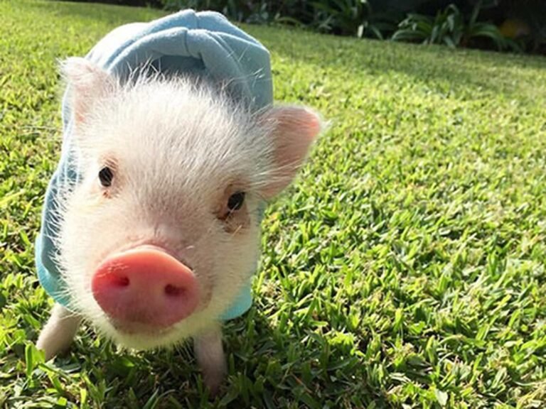 Dónde puedo comprar un mini pig en Mercado Libre 4 mini pig jugando en un jardin verde