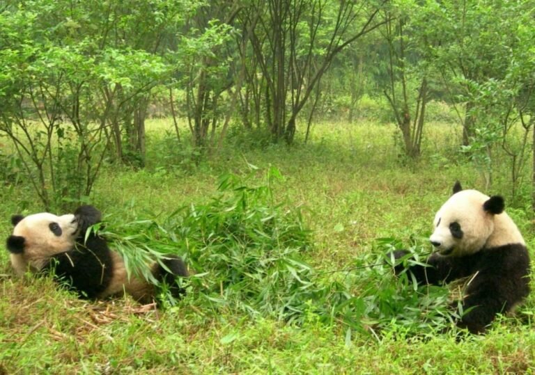 Dónde encontrar un osito panda en Bahía Blanca 3 osito panda en un entorno natural