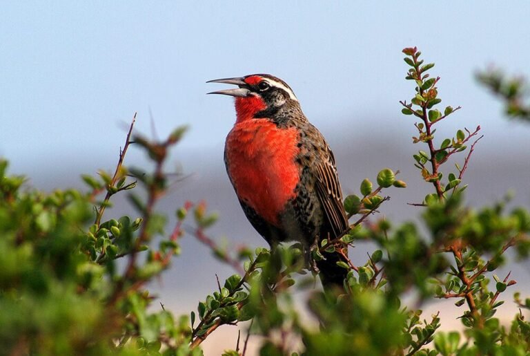 pajaros coloridos en paisaje de tierra del fuego