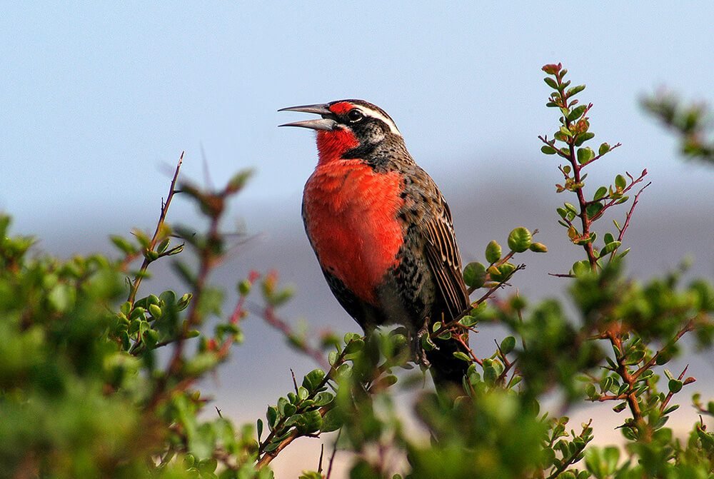 Qué especies de pájaros se pueden encontrar en Tierra del Fuego