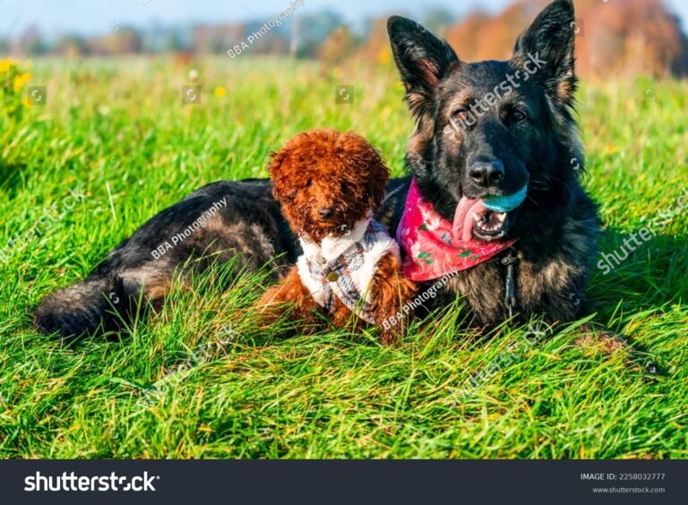 Es cierto que un pastor alemán atacó y mató a un caniche 4 pastor aleman y caniche en el parque