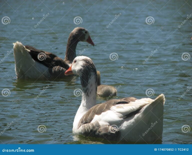 pato nadando en el mar argentino