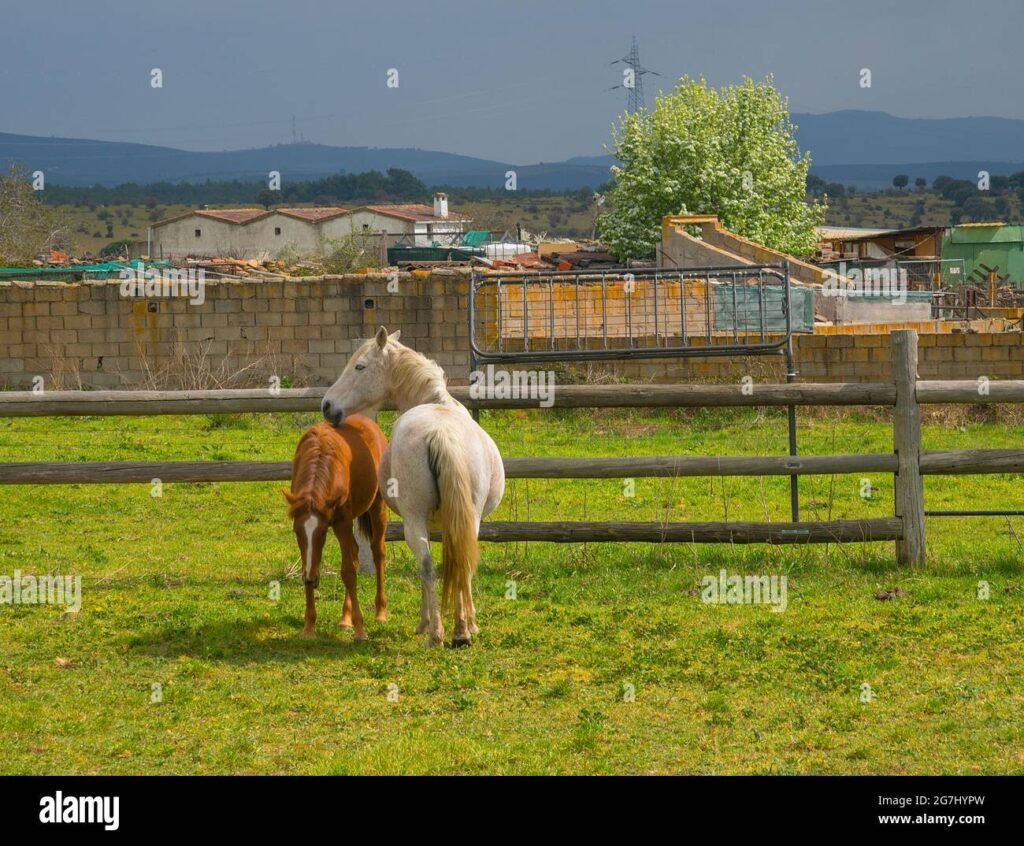 Quién es Pedro Pony en la serie Peppa Pig y qué lo caracteriza 8 Quién es Pedro Pony en la serie Peppa Pig y qué lo caracteriza