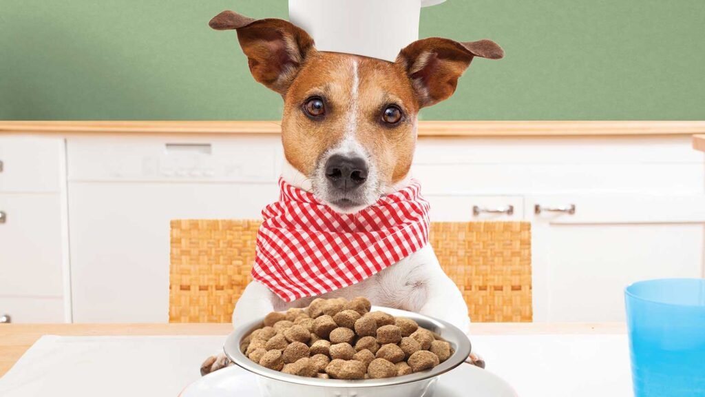 Cómo puedo engordar a mi perro de manera saludable y efectiva 7 Cómo puedo engordar a mi perro de manera saludable y efectiva