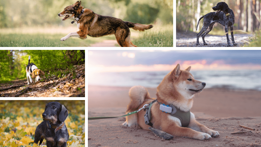 perro feliz con collar gps en