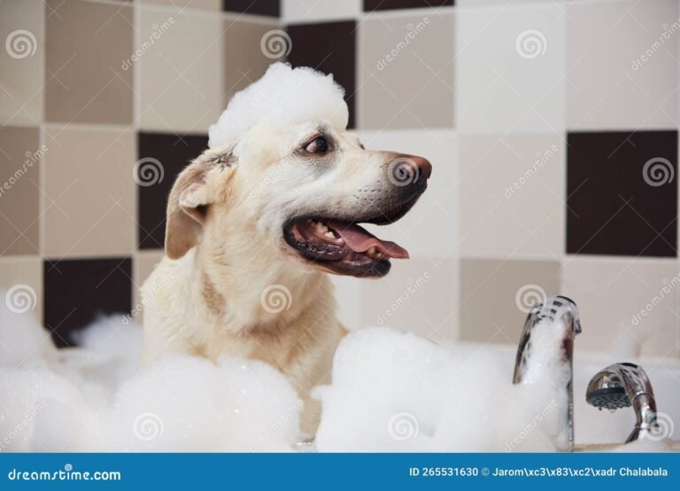 perro feliz en un bano espumoso