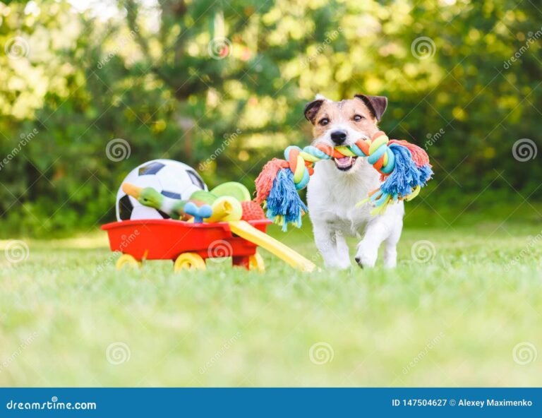 Por qué mi perro muerde sus juguetes y cómo solucionarlo 25 perro jugando con juguetes coloridos