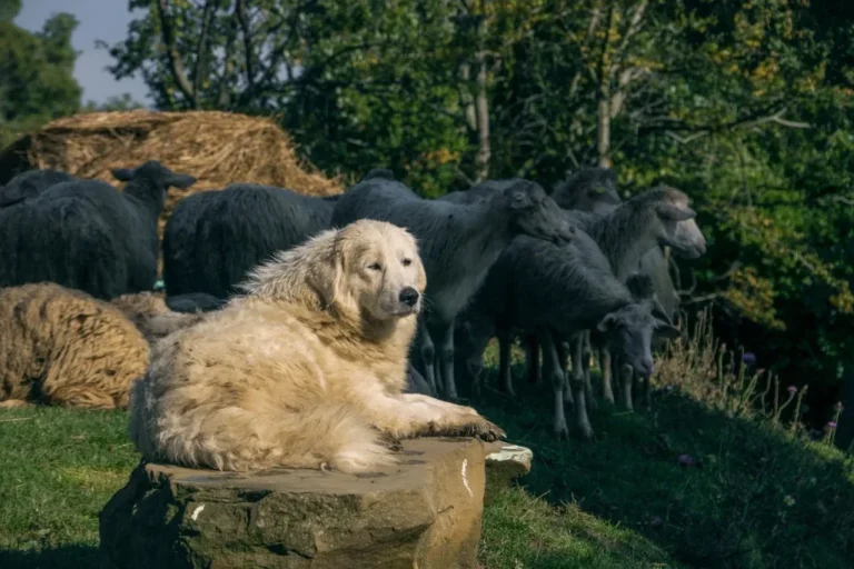 perro pastor cuidando ovejas en el campo