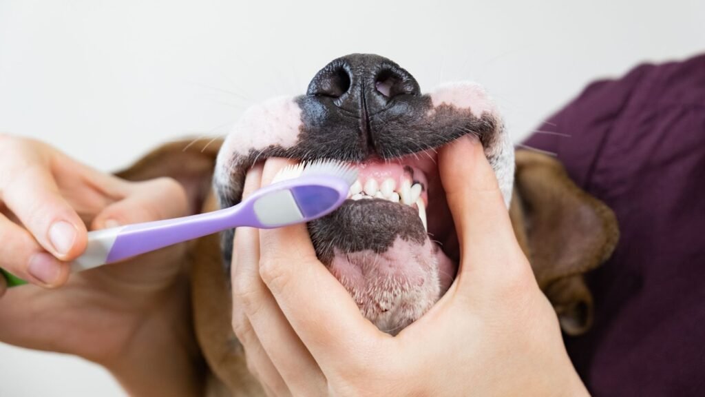 Cómo debo lavar los dientes de mi perro de manera efectiva