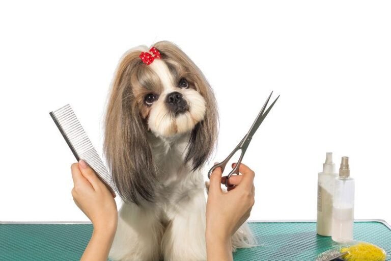 perro siendo peinado con maquina cortapelos