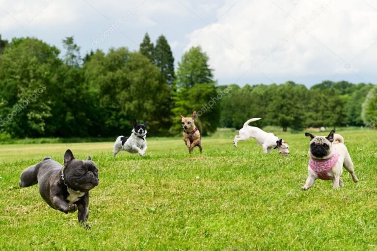 perros de raza jugando en un parque