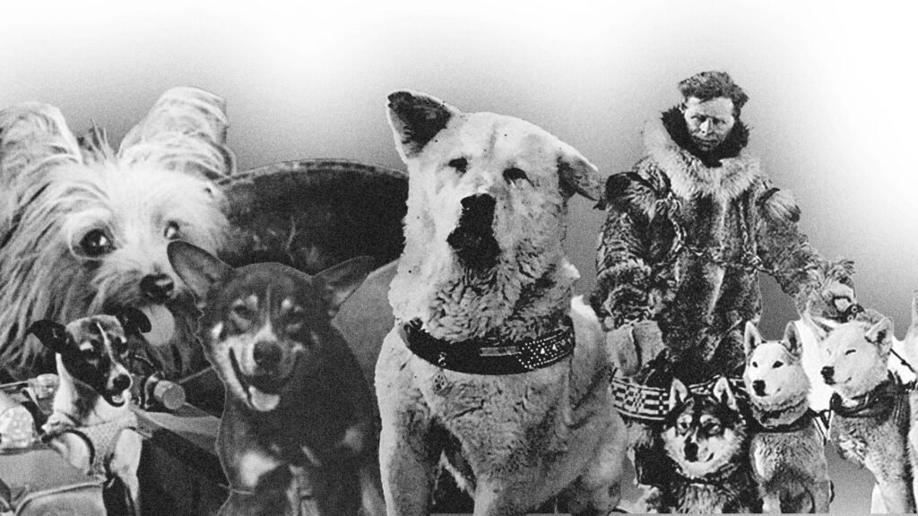 Cuáles son las funciones de Paw Patrol: The Mighty Movie en cines