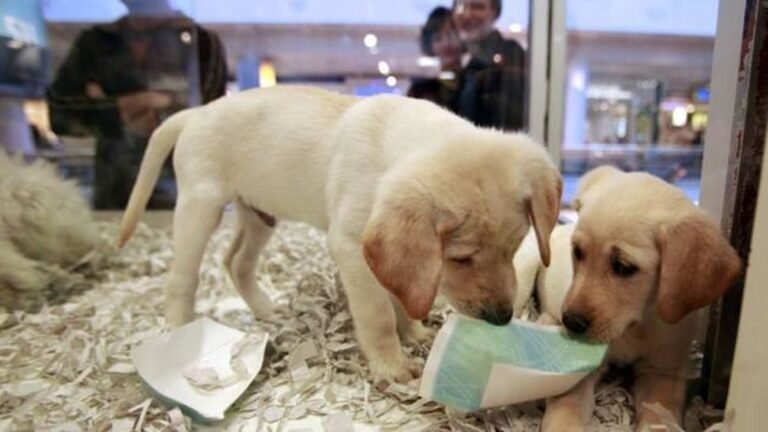 perros y gatos en una tienda de mascotas