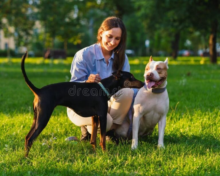 pitbull hembra jugando en un parque