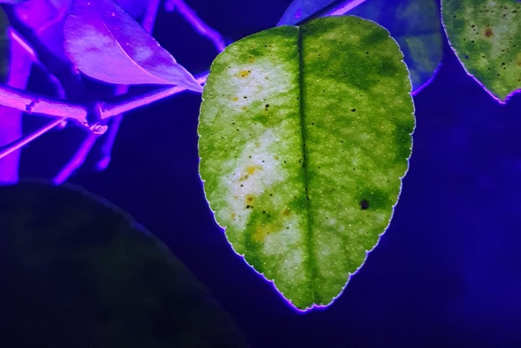 Son efectivas las luces ultravioleta para el crecimiento de plantas