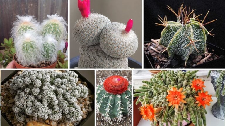 Qué actividades y experiencias ofrece Mundo Cactus en Villa Crespo