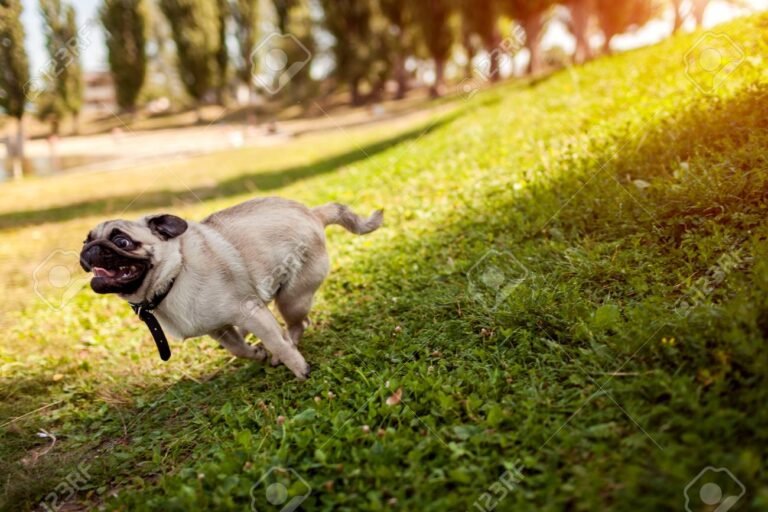pugs adorables jugando en un parque