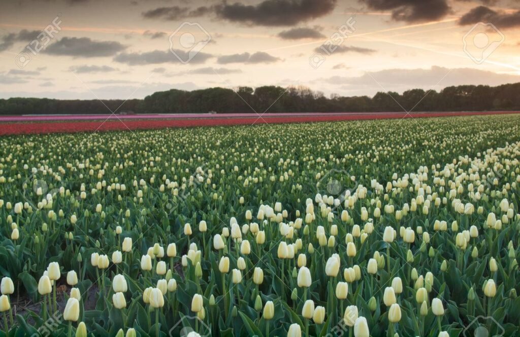 rosas blancas en un campo de flores
