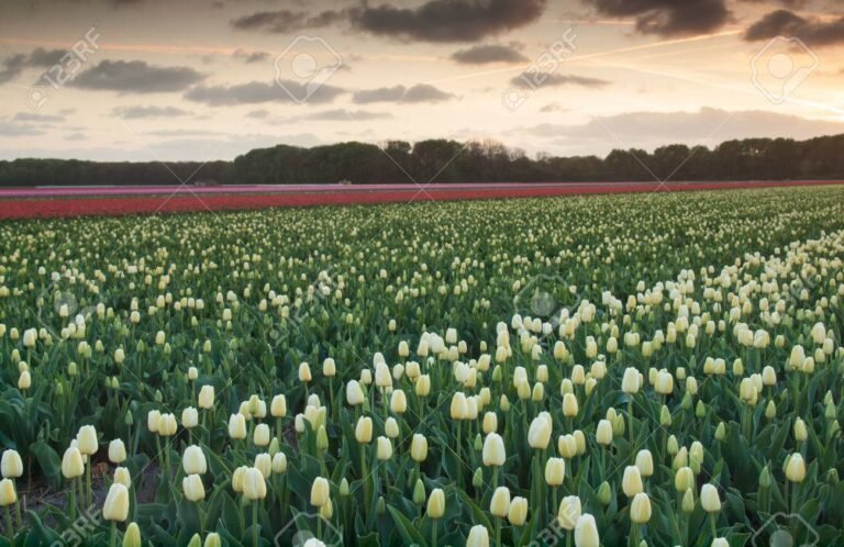 rosas blancas en un campo de flores