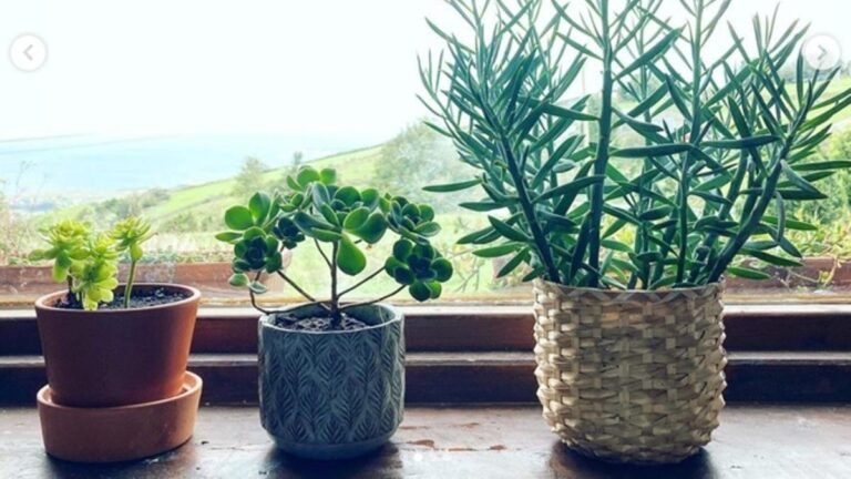 Dónde encontrar las mejores tasas de plazo fijo en Banco Piano 3 suculentas plantas en una mesa de ahorro