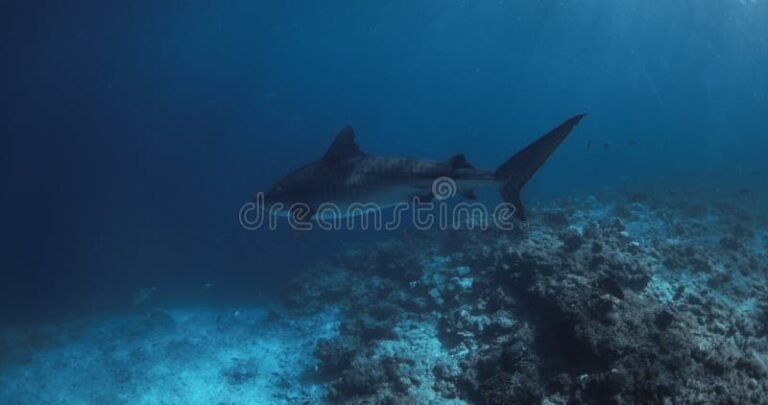 tiburones nadando en el oceano profundo