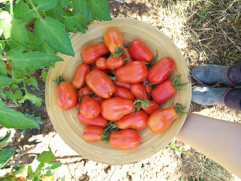 Qué hace únicos a los tomates San Marzano en Argentina 25 tomates san marzano en un campo agricola