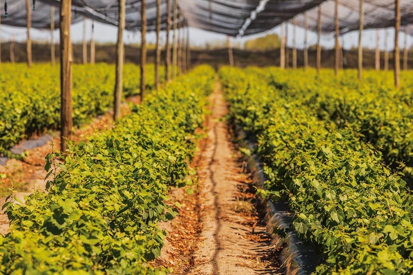 Qué actividades se pueden realizar en las visitas a Bodega Santa Julia